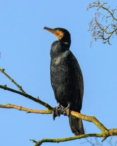 Cormorant on a branch