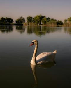 Swan on a river